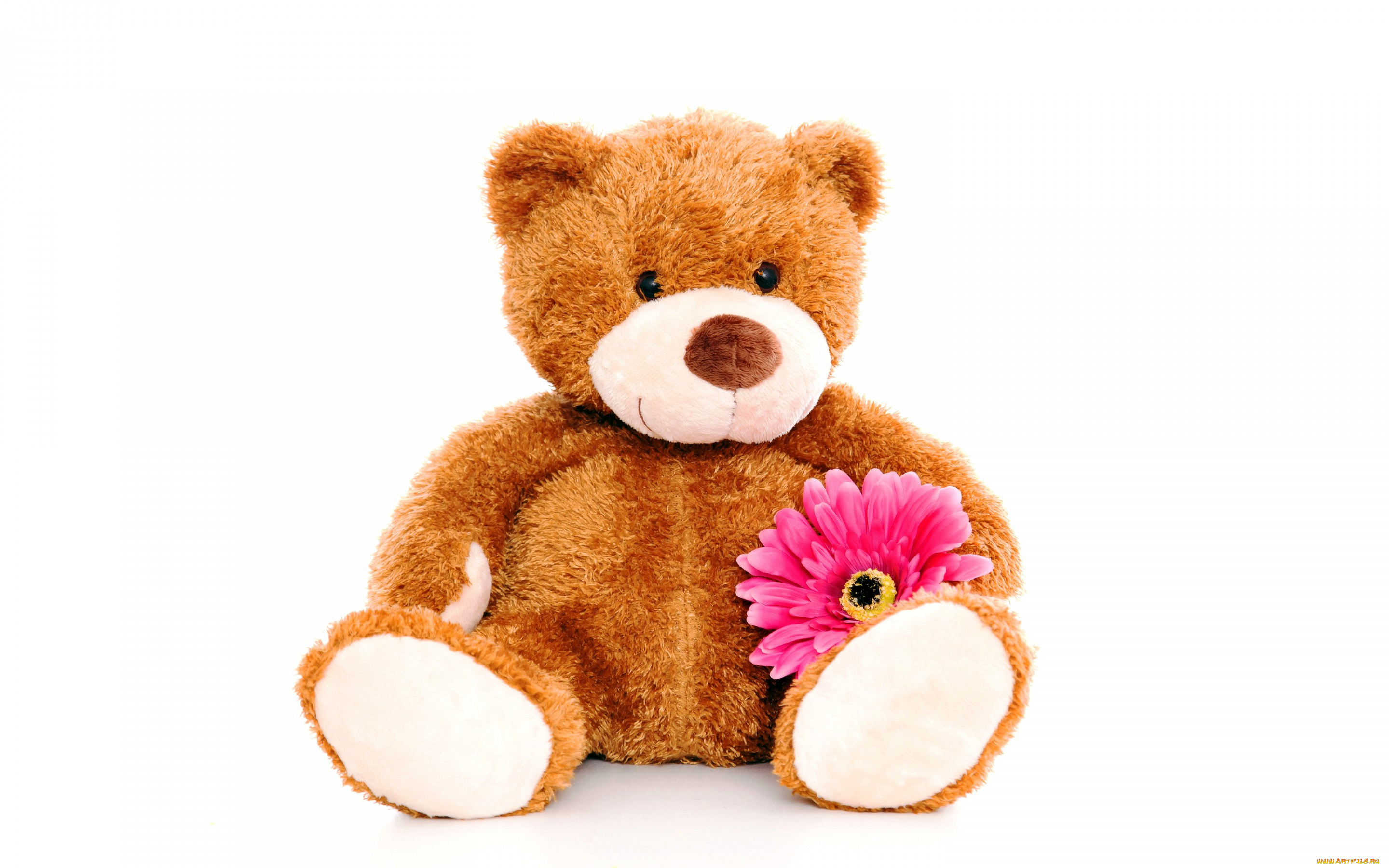 , , bear, teddy, , , , , cute, toy